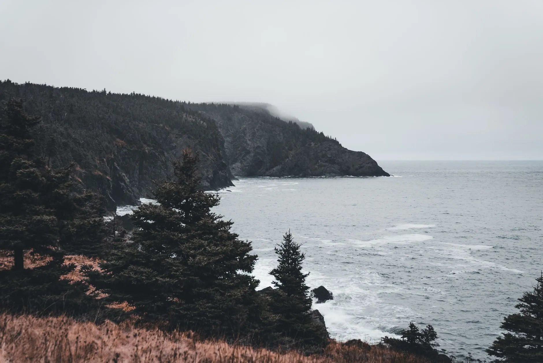 Pines on a headland above a grey sea